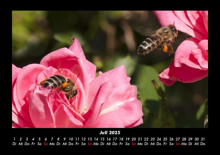 Produktbild: Rosen-Kalender 2025 Fotokalender DIN A3