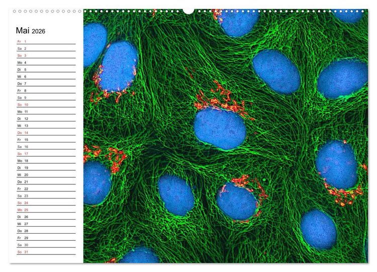 Produktbild: Mikrobiologie. Mikroorganismen, Genetik und Zellen (hochwertiger Premium Wandkalender 2026 DIN A2 quer), Kunstdruck in Hochglanz