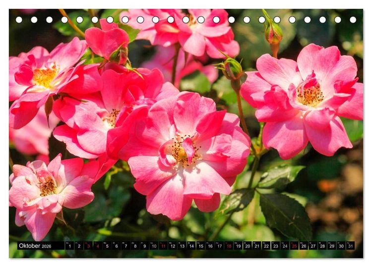 Produktbild: Rosen nat&uuml;rlich sch&ouml;n (Tischkalender 2026 DIN A5 quer), CALVENDO Monatskalender