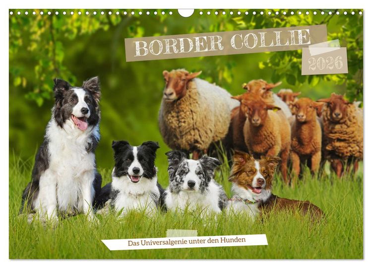 Produktbild: Border Collie - Das Universalgenie unter den Hunden (Wandkalender 2026 DIN A3 quer), CALVENDO Monatskalender