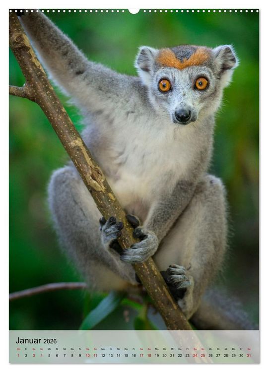 Produktbild: MADAGASKAR: Baobabs, Lemuren, Naturwunder (hochwertiger Premium Wandkalender 2026 DIN A2 hoch), Kunstdruck in Hochglanz