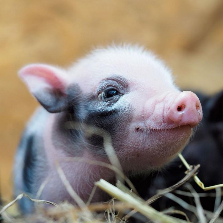 Produktbild: Piggies/Schweinchen 2024