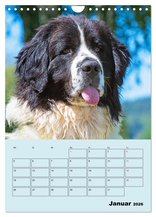 Produktbild: Familienplaner Landseer - Freund und Retter (Wandkalender 2026 DIN A4 hoch), CALVENDO Monatskalender