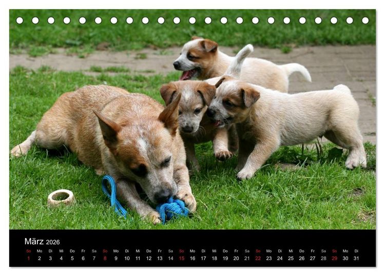 Produktbild: Australian Cattle Dog Welpen (Tischkalender 2026 DIN A5 quer), CALVENDO Monatskalender