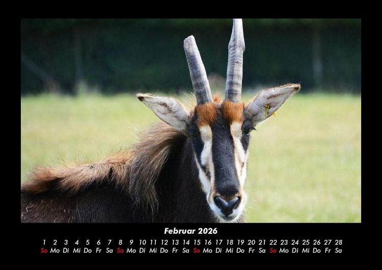 Produktbild: Tierkalender 2026 Fotokalender DIN A3