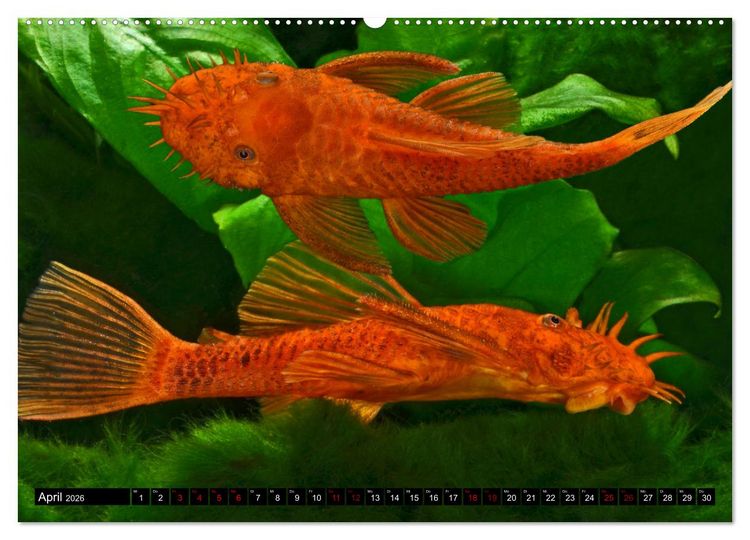 Produktbild: Beliebte Fische der Welt (Wandkalender 2026 DIN A2 quer), CALVENDO Monatskalender