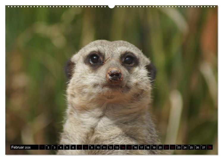 Produktbild: Lustige Erdm&auml;nnchen (Wandkalender 2026 DIN A2 quer), CALVENDO Monatskalender