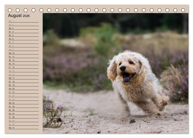 Produktbild: Ein Labradoodle-Welpe in der Heide (Tischkalender 2026 DIN A5 quer), CALVENDO Monatskalender