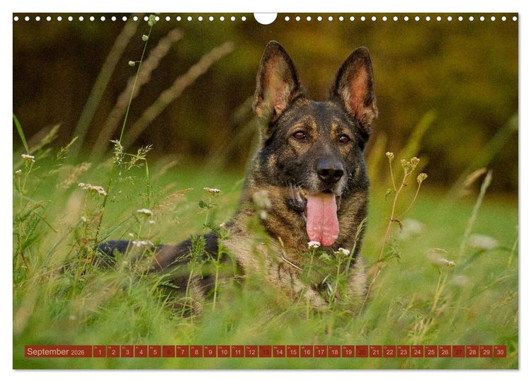 Produktbild: Faszination Hund (Wandkalender 2026 DIN A3 quer), CALVENDO Monatskalender