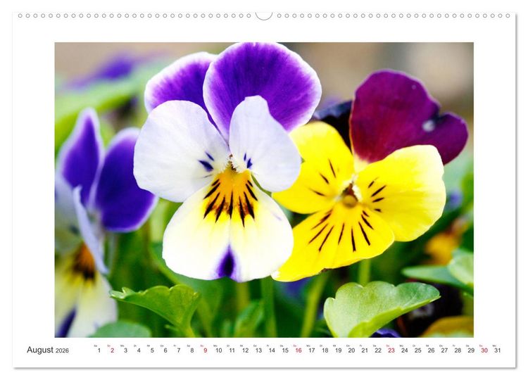 Produktbild: Veilchengew&auml;chse - Stiefm&uuml;tterchen und Hornveilchen (Wandkalender 2026 DIN A2 quer), CALVENDO Monatskalender