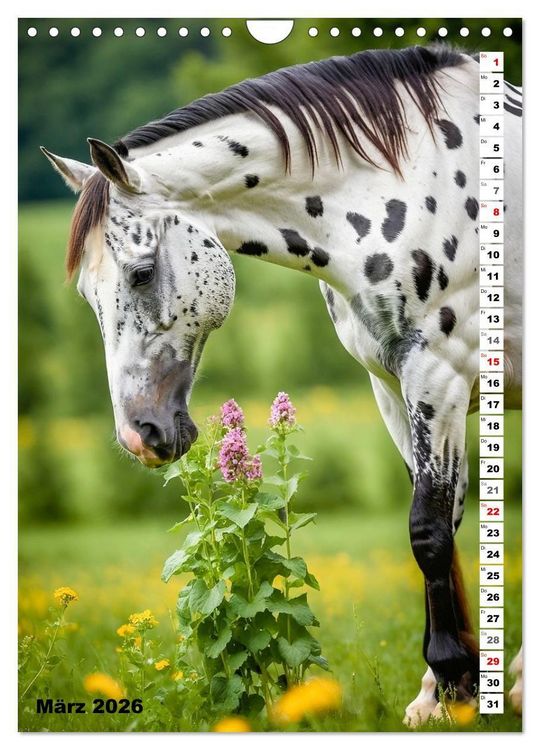 Produktbild: Pferdekalender - Wundersch&ouml;ne Pferde in Natur und Portraits (Wandkalender 2026 DIN A4 hoch), CALVENDO Monatskalender