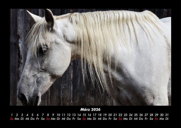 Produktbild: Die Welt der Pferde 2026 Fotokalender DIN A3
