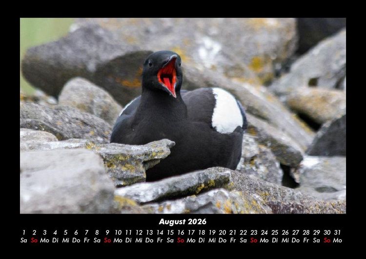 Produktbild: Welt der V&ouml;gel 2026 Fotokalender DIN A3