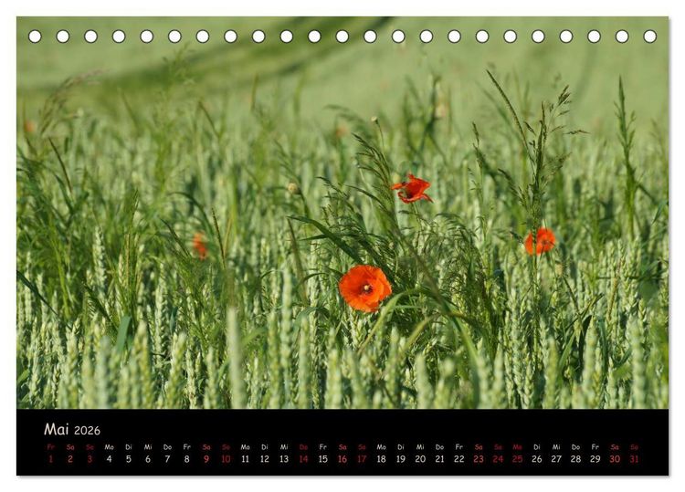 Produktbild: Just Mohn (Tischkalender 2026 DIN A5 quer), CALVENDO Monatskalender