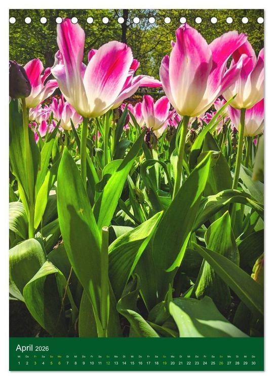 Produktbild: Tulpen. Bunter Fr&uuml;hling (Tischkalender 2026 DIN A5 hoch), CALVENDO Monatskalender