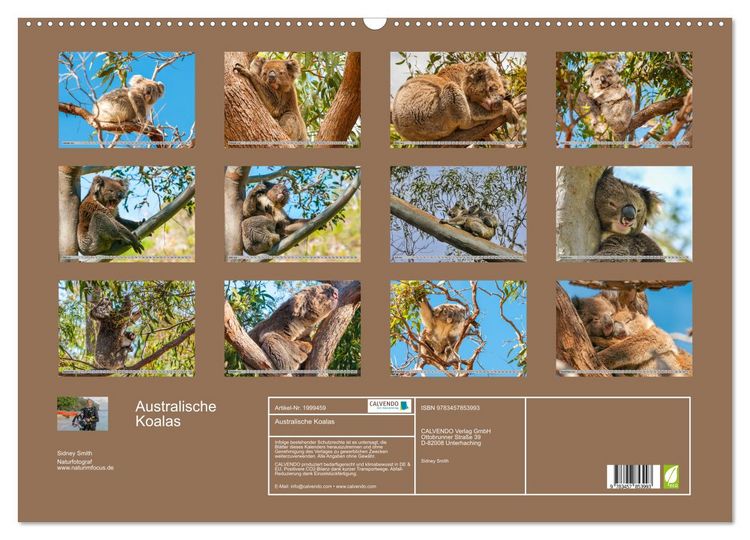 Produktbild: Australische Koalas (Wandkalender 2026 DIN A2 quer), CALVENDO Monatskalender