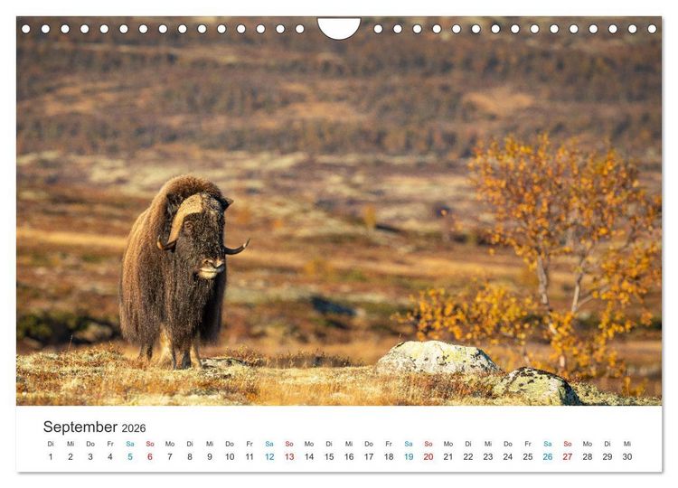 Produktbild: Die letzten Moschusochsen Europas (Wandkalender 2026 DIN A4 quer), CALVENDO Monatskalender