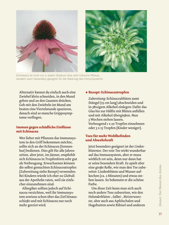 Produktbild: Gesund durchs Jahr mit der Kr&auml;uterb&auml;uerin