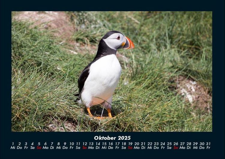 Produktbild: Welt der V&ouml;gel 2025 Fotokalender DIN A4