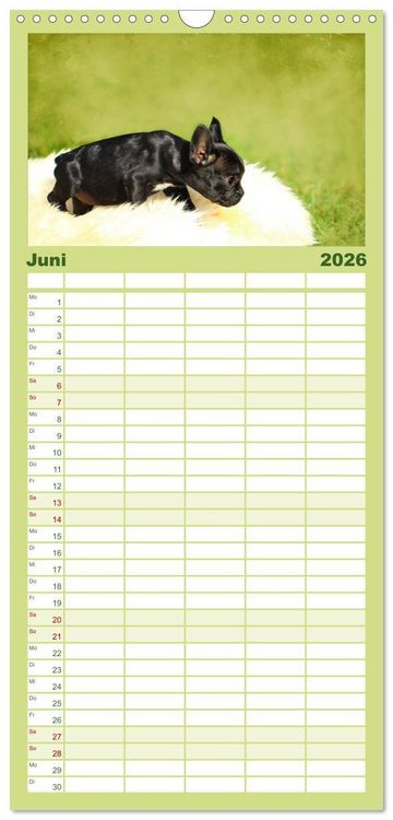 Produktbild: Familienplaner 2026 - Franz&ouml;sische Bulldoggen mit 5 Spalten (Wandkalender, 21 x 45 cm) CALVENDO
