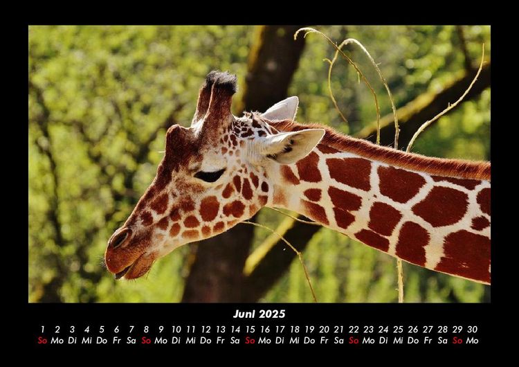 Produktbild: Giraffen 2025 Fotokalender DIN A3