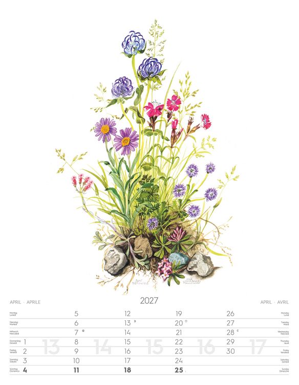 Produktbild: Alpenblumen-Aquarelle Kalender 2027