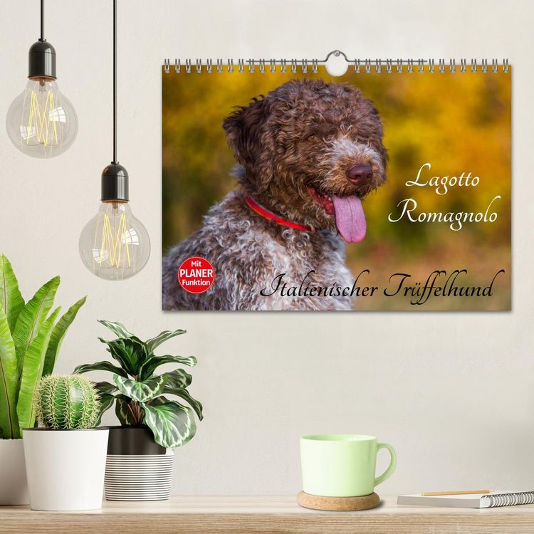 Produktbild: Lagotto Romagnolo - Italienischer Tr&uuml;ffelhund (Wandkalender 2026 DIN A4 quer), CALVENDO Monatskalender