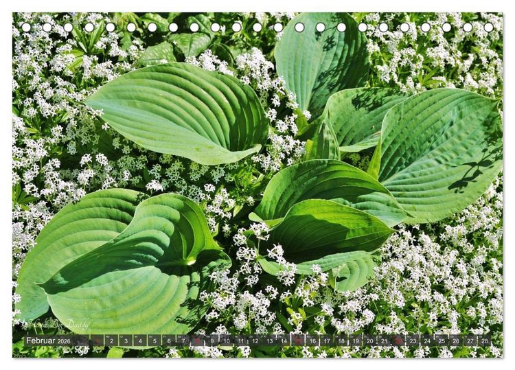 Produktbild: Hosta Staude mit Herz (Tischkalender 2026 DIN A5 quer), CALVENDO Monatskalender