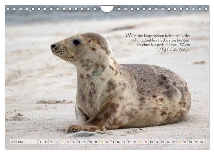 Produktbild: Kegelrobben auf der Insel D&uuml;ne (Wandkalender 2027 DIN A4 quer), CALVENDO Monatskalender