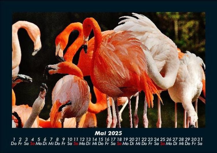 Produktbild: Welt der Tiere 2025 Fotokalender DIN A5