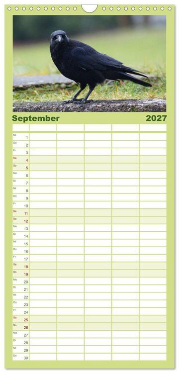 Produktbild: Familienplaner 2027 - Das Leben der Rabenv&ouml;gel mit 5 Spalten (Wandkalender, 21 x 45 cm) CALVENDO