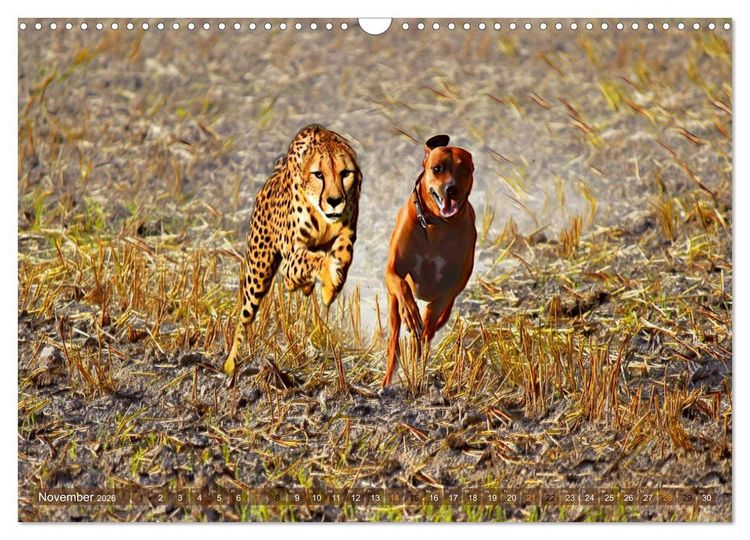 Produktbild: Rhodesian Ridgeback der Hund mit dem Tropfen L&ouml;wenblut (Wandkalender 2026 DIN A3 quer), CALVENDO Monatskalender