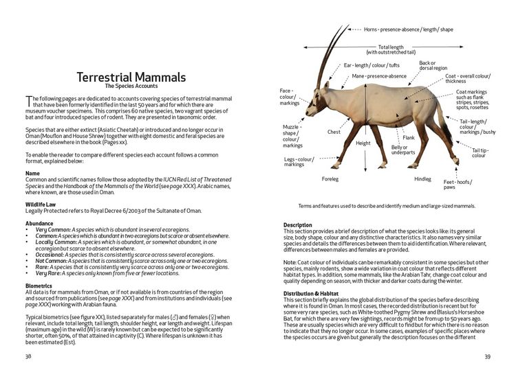 Produktbild: Spalton, A: Field Guide to the Mammals of Oman