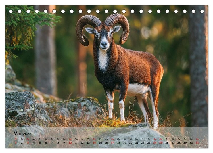 Produktbild: Jagd und Natur - Kalender f&uuml;r J&auml;ger mit Wildtieren Deutschlands im Jahreslauf (Tischkalender 2026 DIN A5 quer), CALVENDO Monatskalender