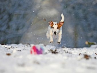 Produktbild: CALVENDO Puzzle Winterspa&szlig; 1000 Teile Puzzle quer | 1000 Teile Lege-Gr&ouml;&szlig;e 64 &times; 48 cm Foto-Puzzle f&uuml;r gl&uuml;ckliche Stunden
