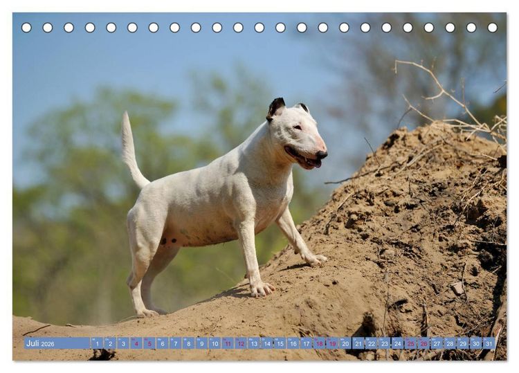 Produktbild: Bullterrier, Powerpakete auf 4 Pfoten (Tischkalender 2026 DIN A5 quer), CALVENDO Monatskalender