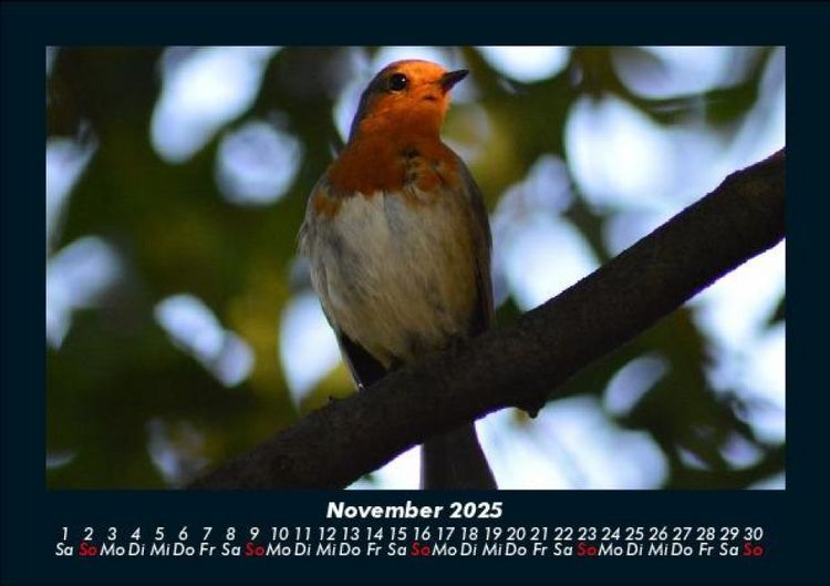Produktbild: V&ouml;gel 2025 Fotokalender DIN A5