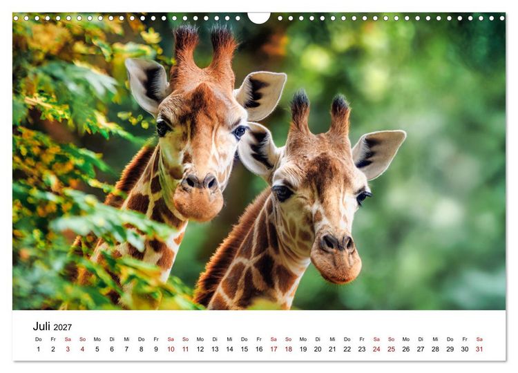 Produktbild: Sanfte Riesen - Giraffen in ihrer Welt (Wandkalender 2027 DIN A3 quer), CALVENDO Monatskalender
