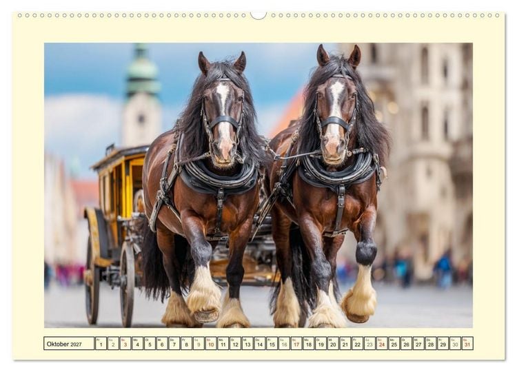 Produktbild: Shire Horse Zauber. Englands elegante Riesen (Wandkalender 2027 DIN A2 quer), CALVENDO Monatskalender