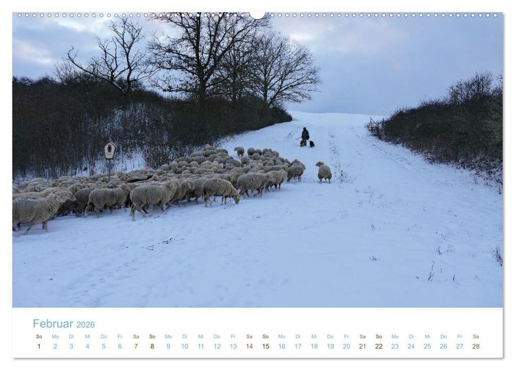 Produktbild: Mit Schafen durch das Jahr (Wandkalender 2026 DIN A2 quer), CALVENDO Monatskalender