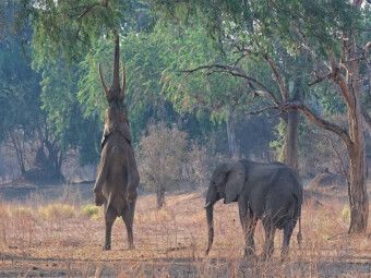 Produktbild: CALVENDO Puzzle Mana pools Nationalpark | 1000 Teile Lege-Gr&ouml;&szlig;e 64x48cm Foto-Puzzle f&uuml;r gl&uuml;ckliche Stunden