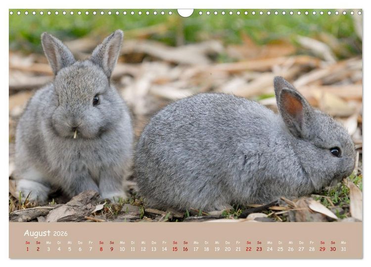Produktbild: Flauschige Fellkn&auml;uel (Wandkalender 2026 DIN A3 quer), CALVENDO Monatskalender