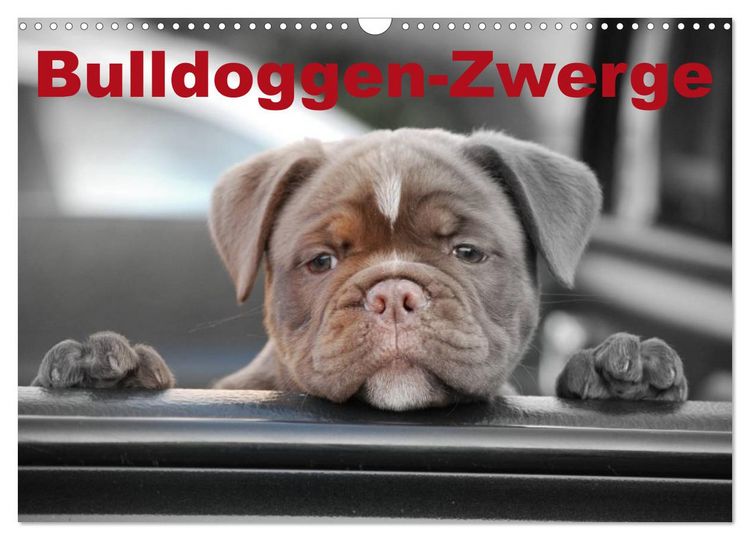 Produktbild: Bulldoggen-Zwerge (Wandkalender 2026 DIN A3 quer), CALVENDO Monatskalender