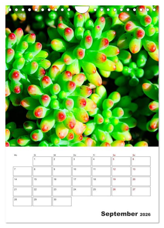 Produktbild: Dornige Sch&ouml;nheiten - Kakteen und Sukkulenten (Wandkalender 2026 DIN A4 hoch), CALVENDO Monatskalender