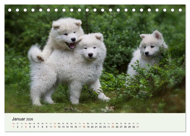 Produktbild: Kleine Samojeden - Eisb&auml;rchen Abenteuer im M&auml;rchenwald (Tischkalender 2026 DIN A5 quer), CALVENDO Monatskalender