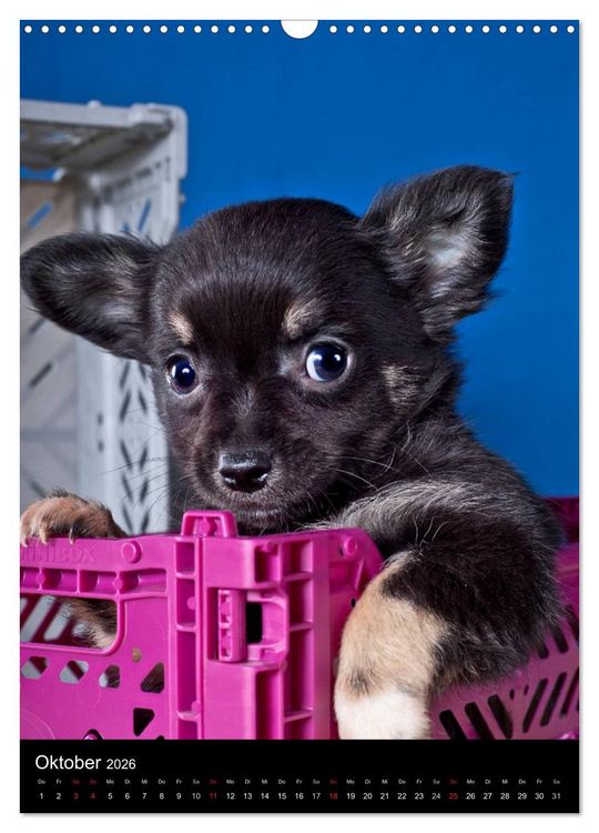 Produktbild: Chihuahua Welpen (Wandkalender 2026 DIN A3 hoch), CALVENDO Monatskalender