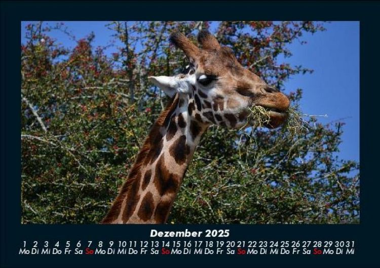 Produktbild: Giraffen 2025 Fotokalender DIN A5