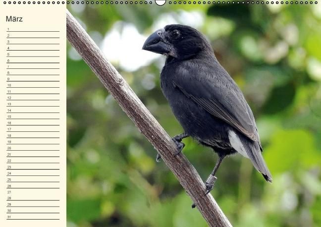 Produktbild: Gal&aacute;pagos Geburtstagskalender (Wandkalender immerw&auml;hrend DIN A2 quer)