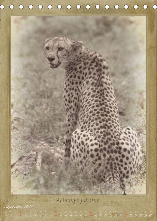 Produktbild: Schmidbauer, H: Haia Safari nostalgische Impressionen (Tisch