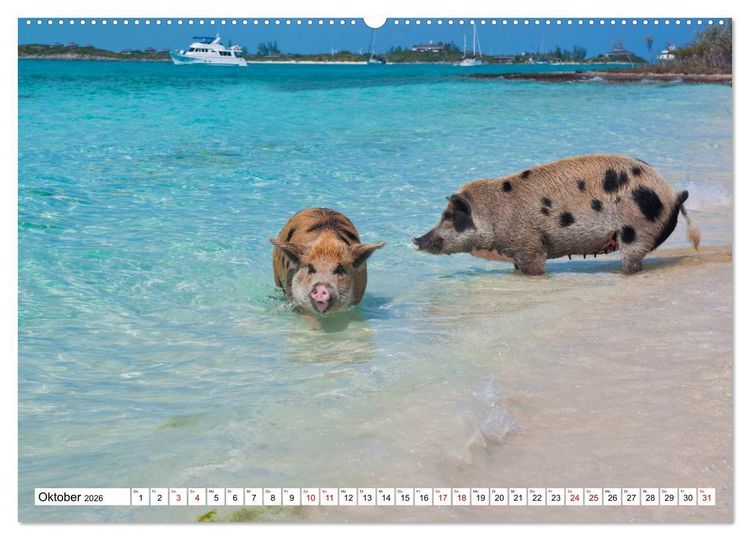 Produktbild: Schweine im Dauerurlaub auf den Bahamas! (hochwertiger Premium Wandkalender 2026 DIN A2 quer), Kunstdruck in Hochglanz